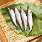 柳葉魚